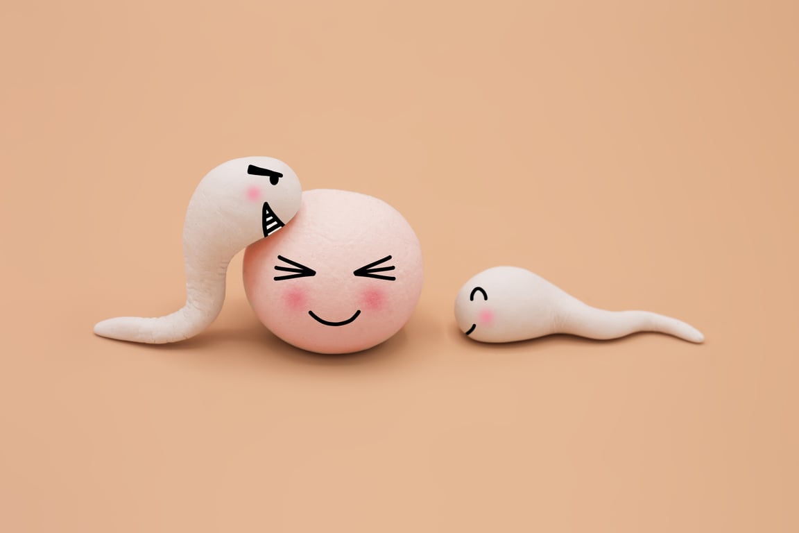 Human Sperm and Human Egg